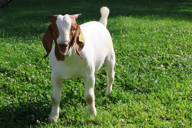 Bear Creek BC S1396 - Boer Goat Buck