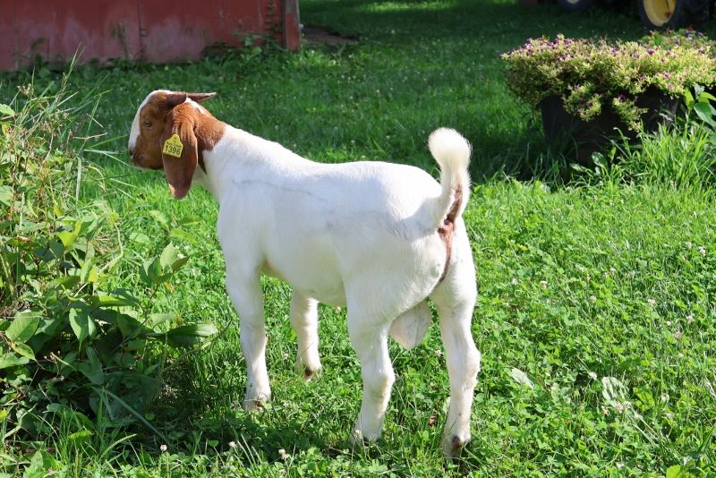 Bear Creek BC S1396 - Boer Goat Buck