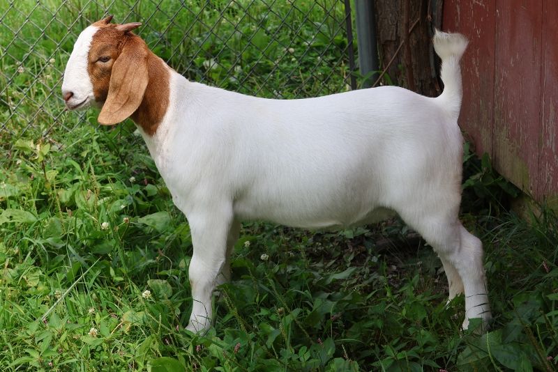 Bear Creek BC S1416 - Boer Goat Doe