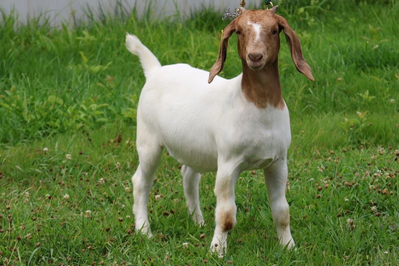 Bear Creek BC S1417 - Boer Goat Doe