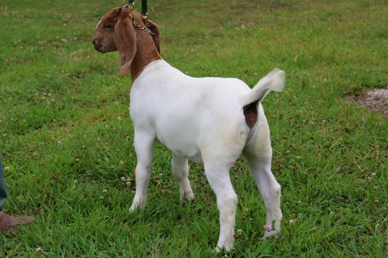 Bear Creek BC S1417 - Boer Goat Doe