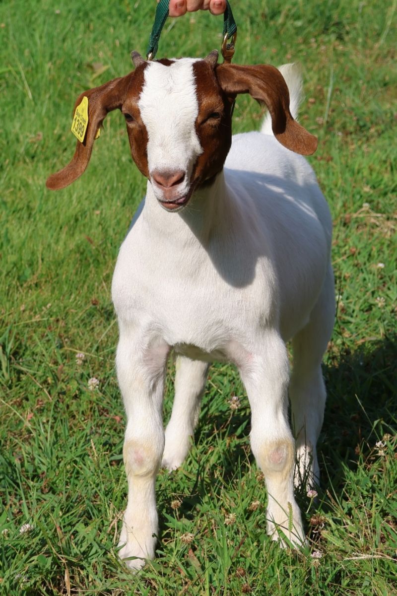 Bear Creek BC S1399 - Boer Goat Doe