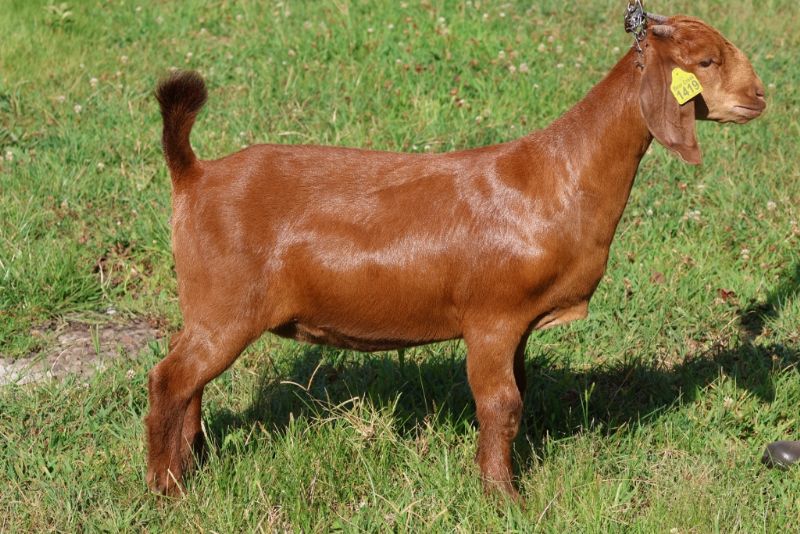 Bear Creek BC S1419 - Boer Goat Doe
