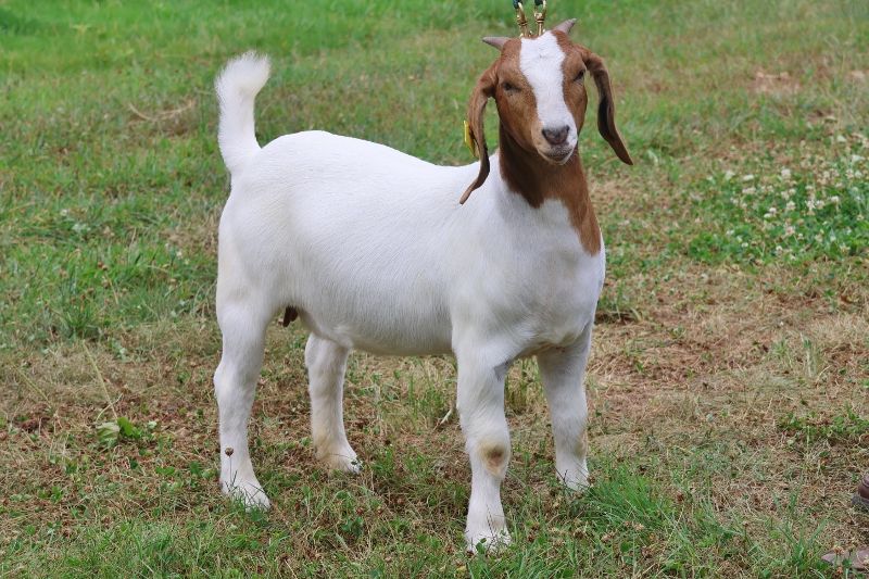 Bear Creek BC S1409 - Boer Goat Doe
