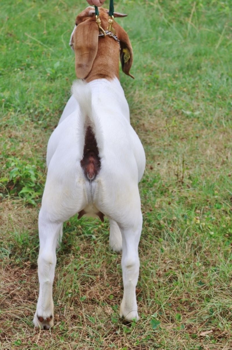 Bear Creek BC S1409 - Boer Goat Doe