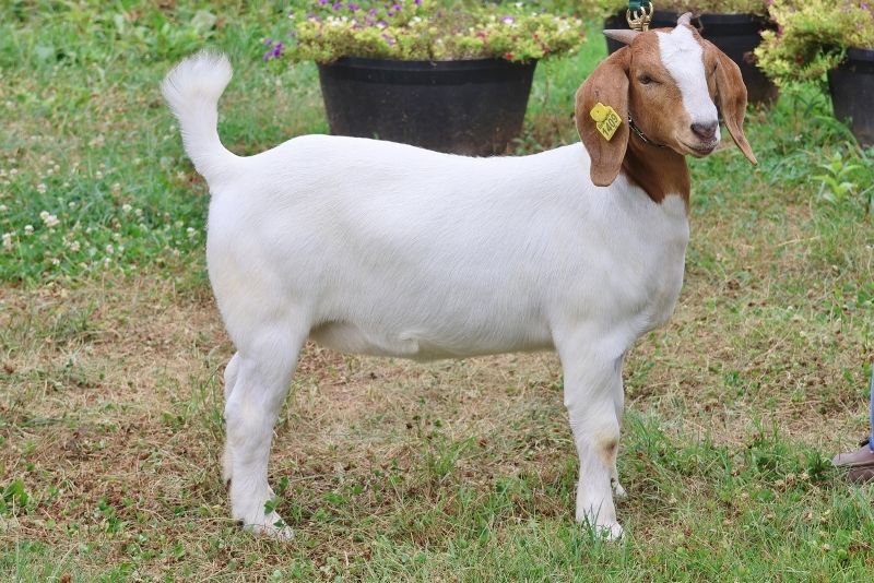 Bear Creek BC S1409 - Boer Goat Doe