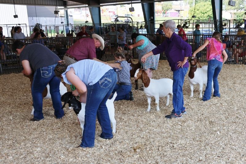 Bear Creek BC K1155 Hometown Girl - Boer Goat Doe