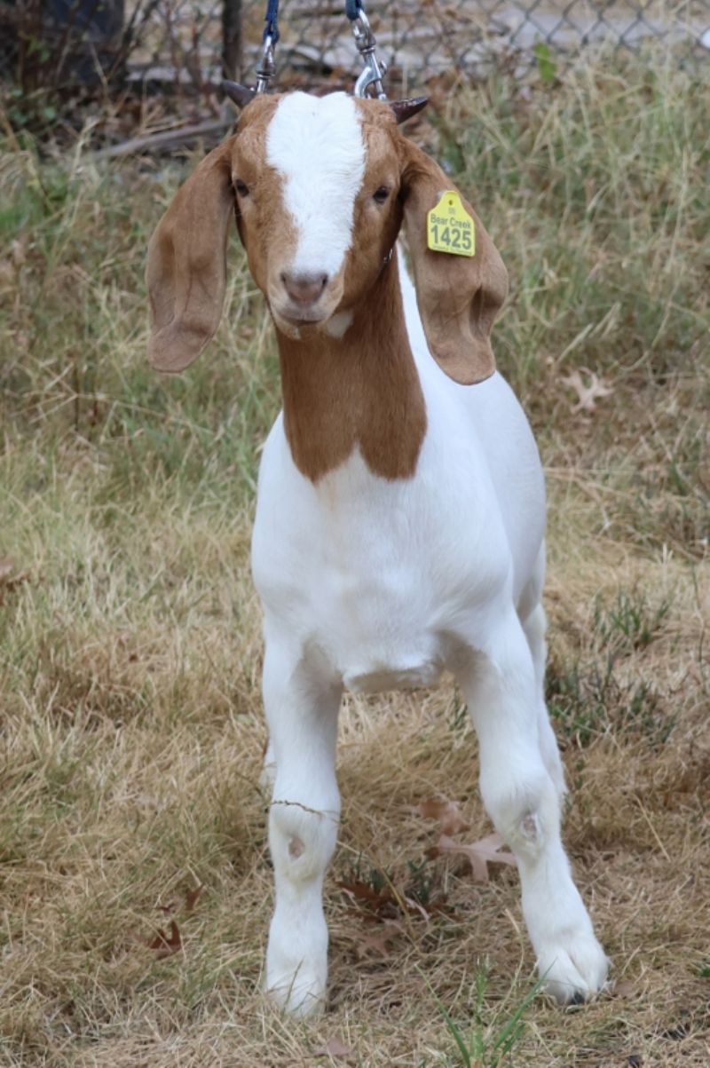 Bear Creek BC S1425 - Boer Goat Buck