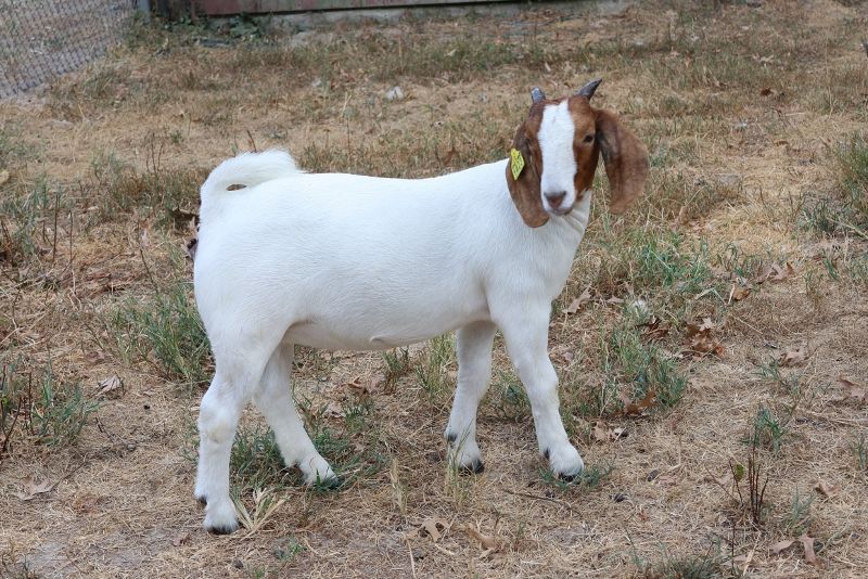 Bear Creek BC S1423 - Boer Goat Doe