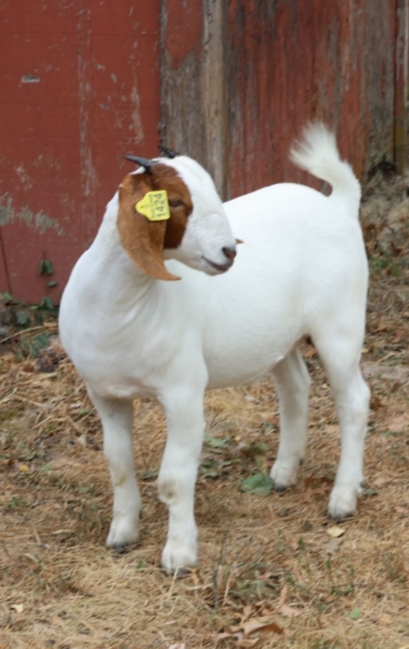 Bear Creek BC S1424 - Boer Goat Doe