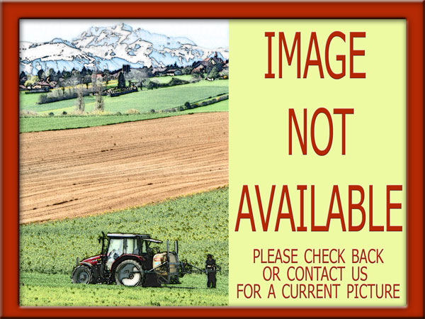 Bear Creek BC R1383 - Boer Goat Buck